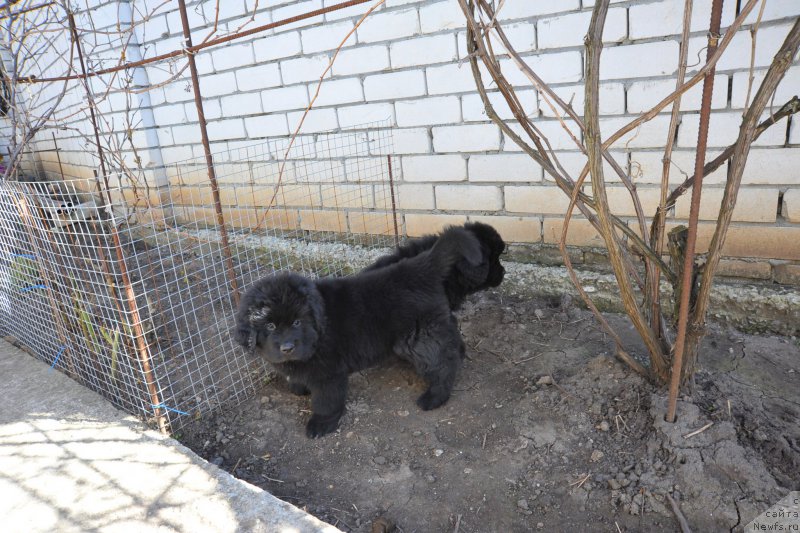 Фото: ньюфаундленд Анариэль Лучик Удачи