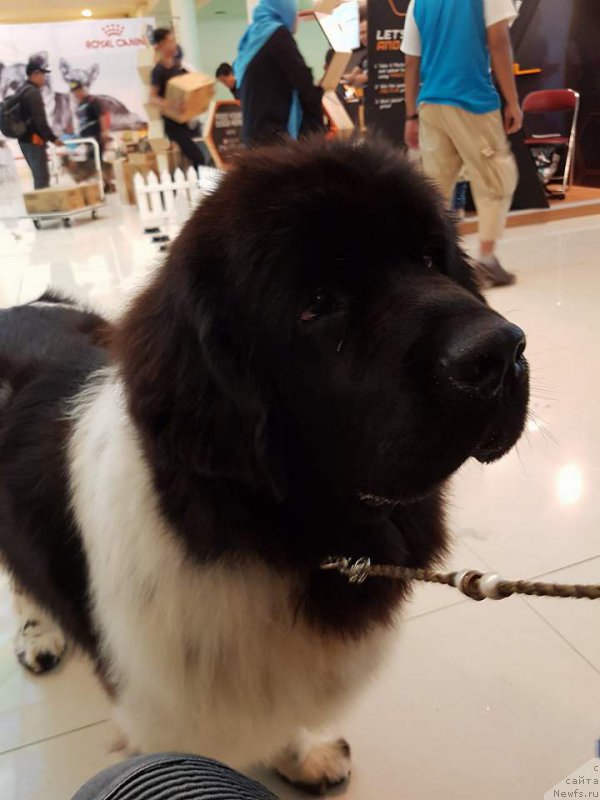 Фото: ньюфаундленд Терра Виктория Валентинка