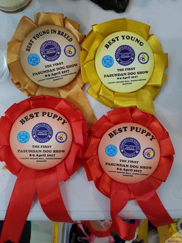 Фото: ньюфаундленд Терра Виктория Валентинка