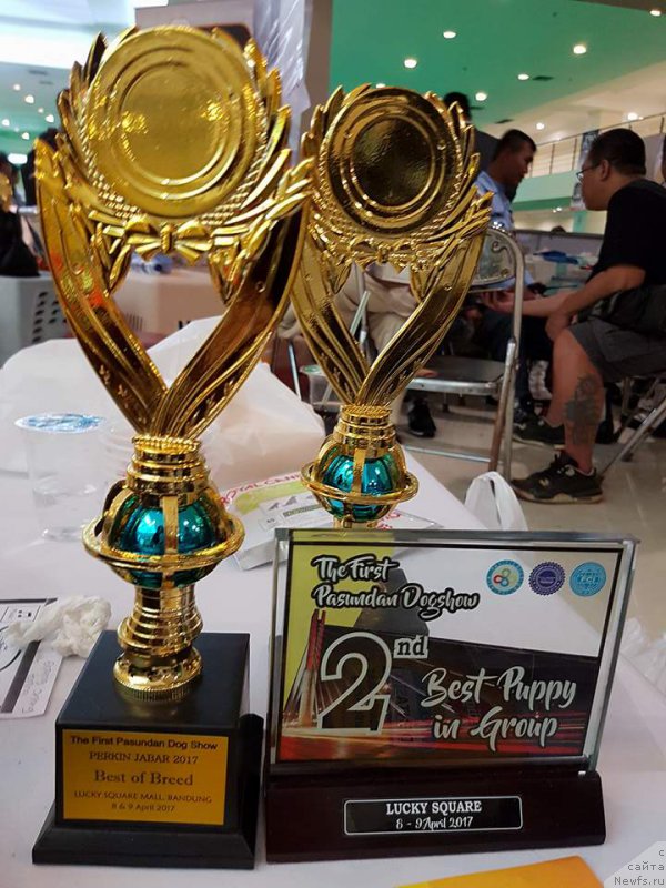 Фото: ньюфаундленд Терра Виктория Валентинка