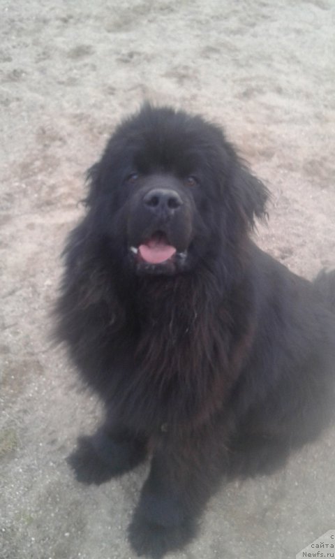 Фото: ньюфаундленд Терра Виктория Богемная Львица