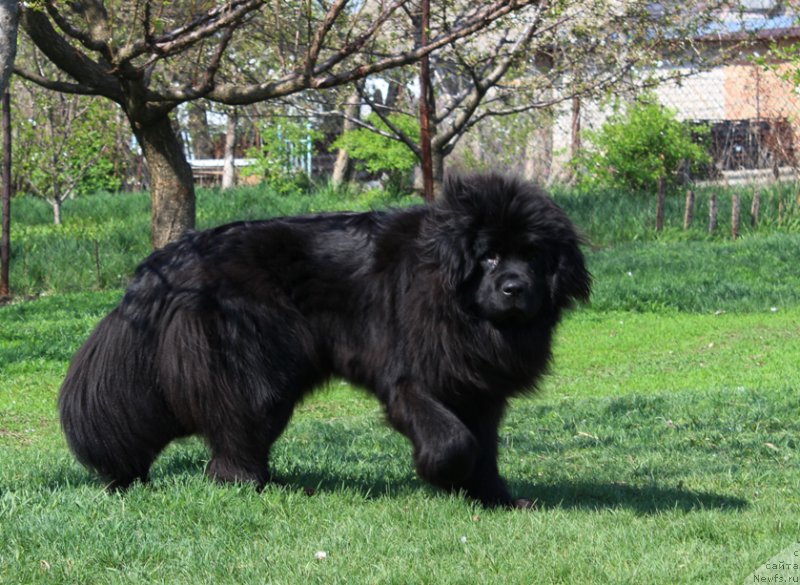 Фото: ньюфаундленд J-Little Miss Sunshine Mister Newf