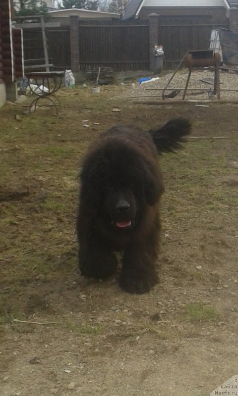 Фото: ньюфаундленд Терра Виктория Аврора Мон Амур