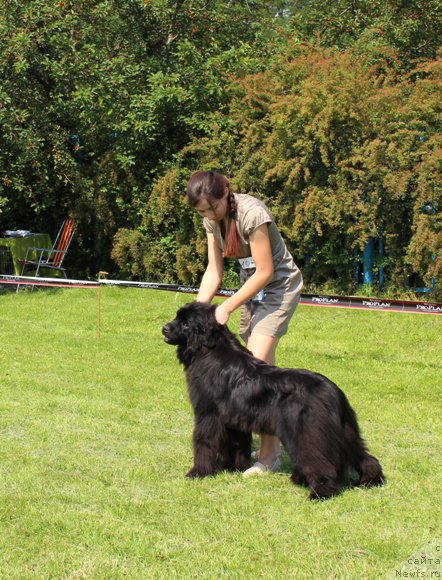 Фото: ньюфаундленд J-Little Miss Sunshine Mister Newf