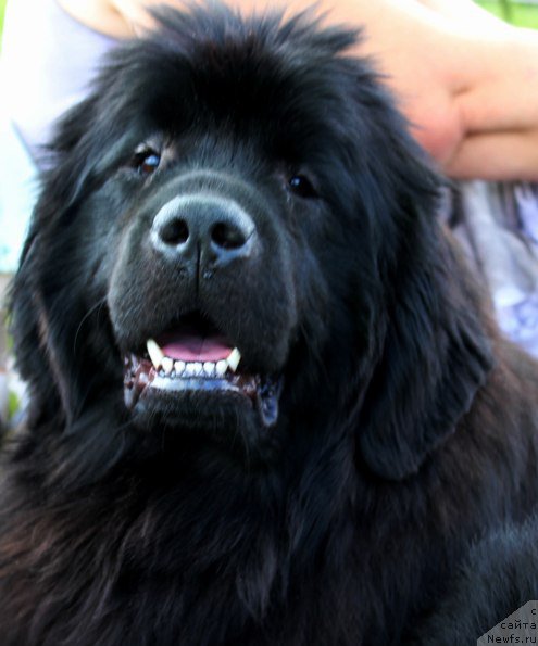 Фото: ньюфаундленд J-Little Miss Sunshine Mister Newf