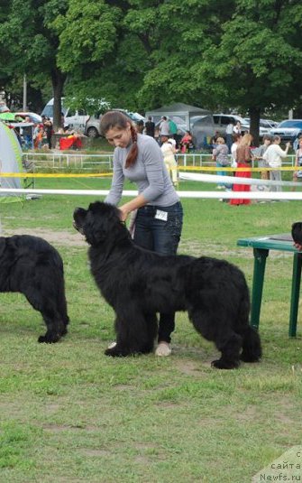Фото: ньюфаундленд Vartimey Vialiki Miadzvedz