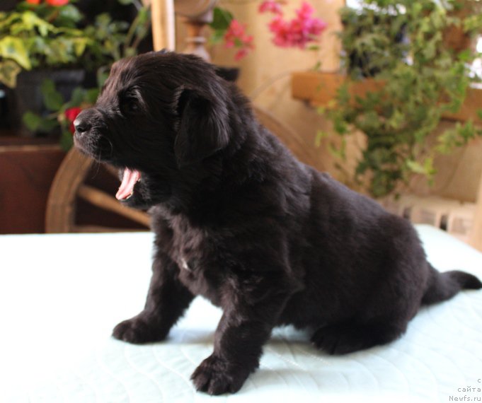 Фото: ньюфаундленд J-Little Miss Sunshine Mister Newf