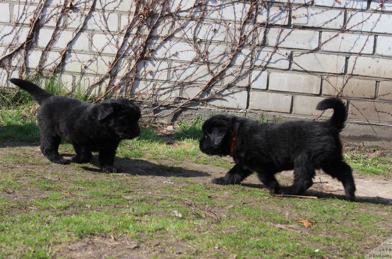 Фото: Помет 