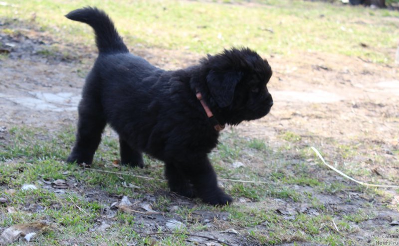 Фото: Прогулка. Помет 