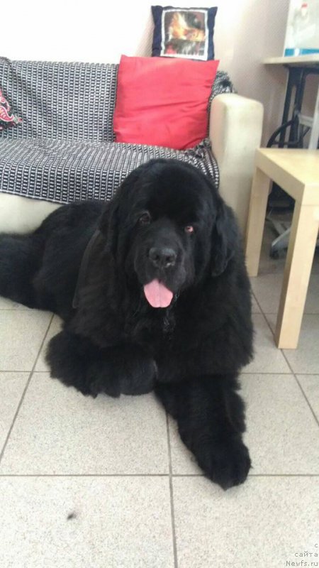 Фото: ньюфаундленд Супер Премиум Метель