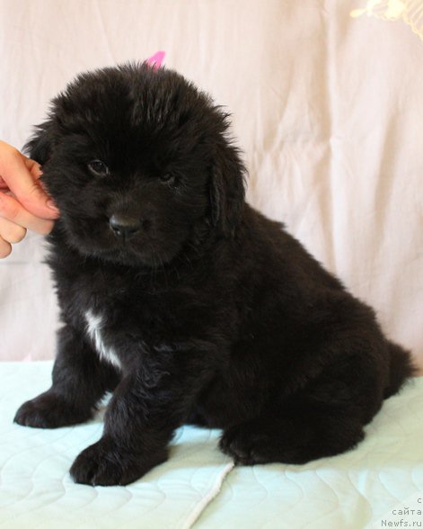 Фото: Помет 