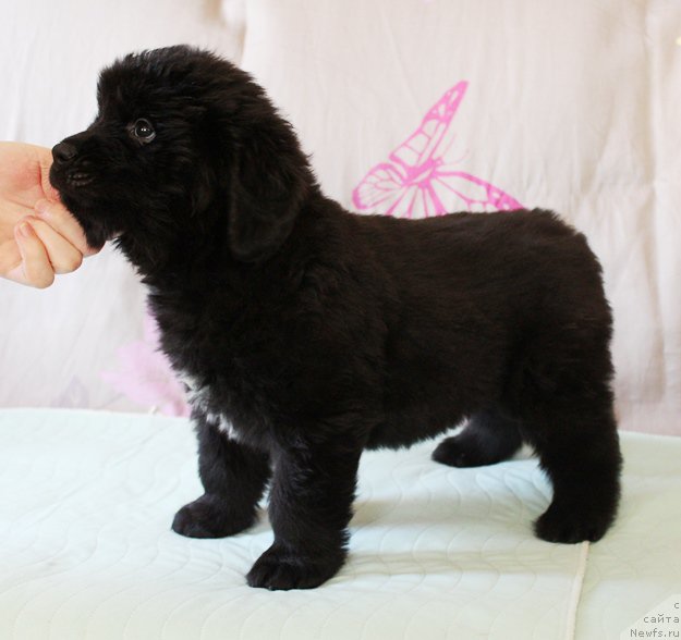 Фото: Мальчик, красная лента. Помет 