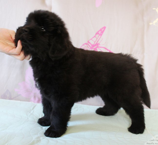 Фото: Мальчик, бордовая ленточка, помет 