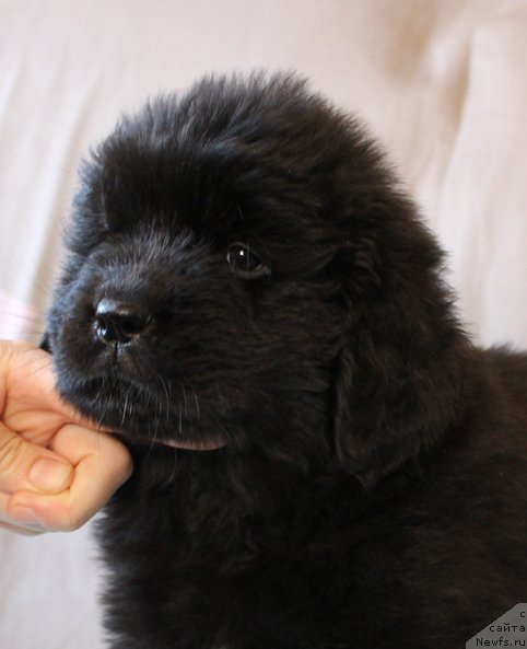 Фото: Мальчик, бордовая ленточка, помет 