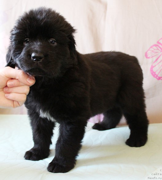 Фото: Девочка, оранжевая лента, помет 