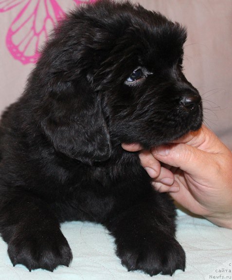 Фото: Девочка, желтая лента, помет 