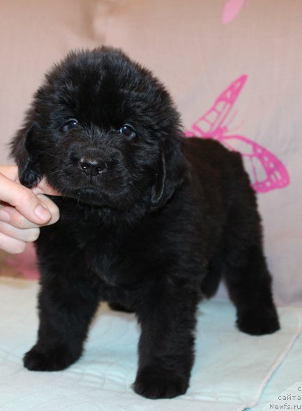 Фото: Девочка, синяя лента, помет 