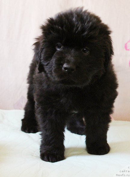 Фото: Девочка, зеленая лента, помет 