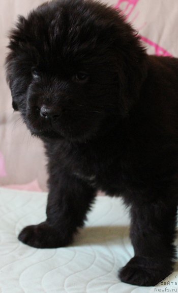 Фото: Девочка, зеленая лента, помет 