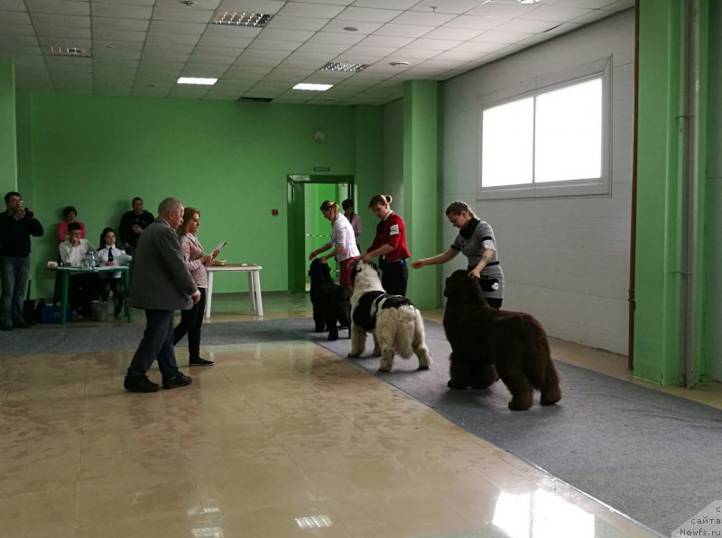 Фото: ньюфаундленд Сент Джонс Чеерфул Колорс оф Лайф (Sent Djons Cheerful Kolors of Life), ньюфаундленд Сент Джонс Валентине'с Дей (Sent Djons Valentine’s Day), ньюфаундленд Черный Шарм Ангельская Красота (Chernyi Sharm Angel'skaya Krasota)