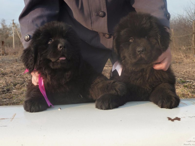 Фото: ньюфаундленд Имиджа Берегиня, ньюфаундленд Ирада Славная Дочь Матвея