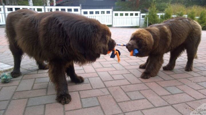 Фото: ньюфаундленд Браунблад МСК Альфа-Ромео Голд Бадди (Brownblood MSK Alfa-Romeo Gold Baddy)