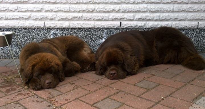 Фото: ньюфаундленд Браунблад МСК Альфа-Ромео Голд Бадди (Brownblood MSK Alfa-Romeo Gold Baddy)
