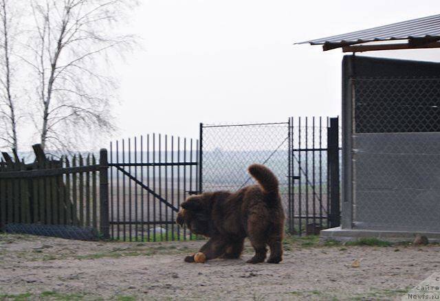 Фото: ньюфаундленд Браунблад МСК Армата Лойар Аид (Brownblood MSK Armata Loyar Aid)