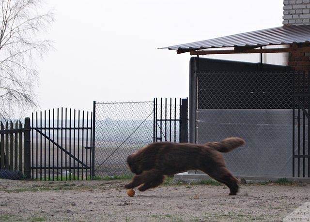 Фото: ньюфаундленд Браунблад МСК Армата Лойар Аид (Brownblood MSK Armata Loyar Aid)