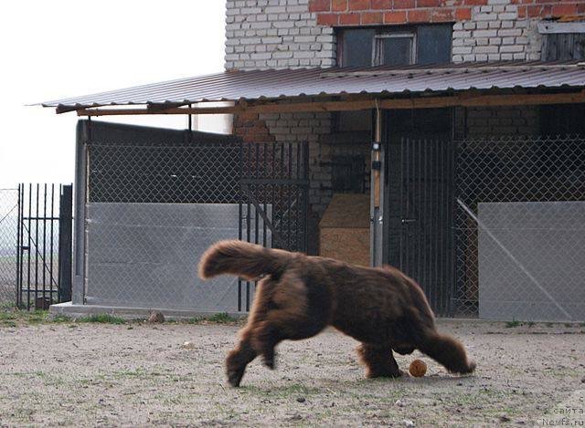 Фото: ньюфаундленд Браунблад МСК Армата Лойар Аид (Brownblood MSK Armata Loyar Aid)
