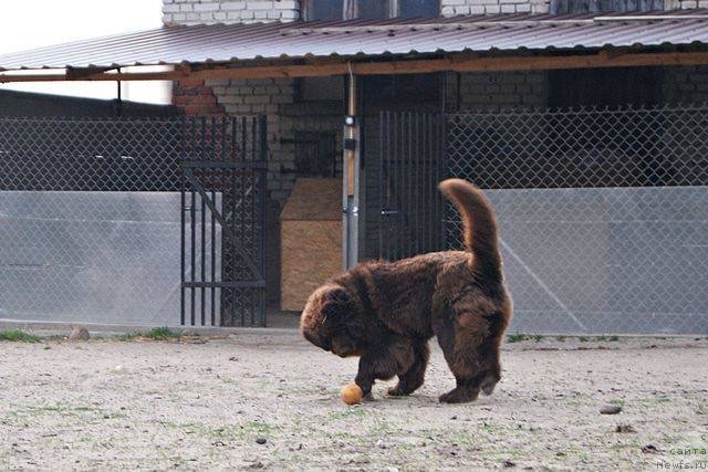 Фото: ньюфаундленд Браунблад МСК Армата Лойар Аид (Brownblood MSK Armata Loyar Aid)