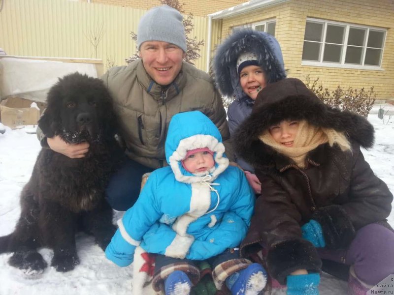 Фото: ньюфаундленд Черная Мафия Бреакинг Тхе Лав (Chernaya Mafia Breaking The Law)