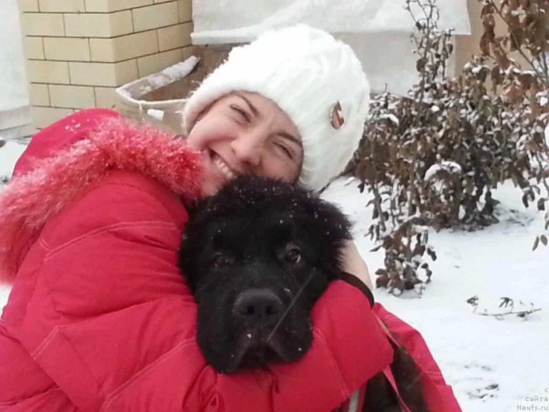 Фото: ньюфаундленд Черная Мафия Бреакинг Тхе Лав (Chernaya Mafia Breaking The Law)