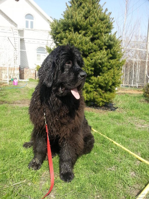 Фотография № 223442