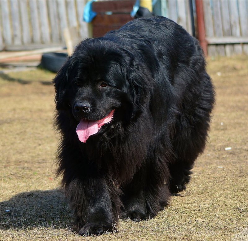 Фото: ньюфаундленд Русская Красавица Нюра