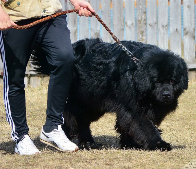 Фото: ньюфаундленд Пьер Ливи