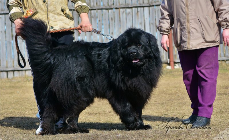 Фото: ньюфаундленд Пьер Ливи