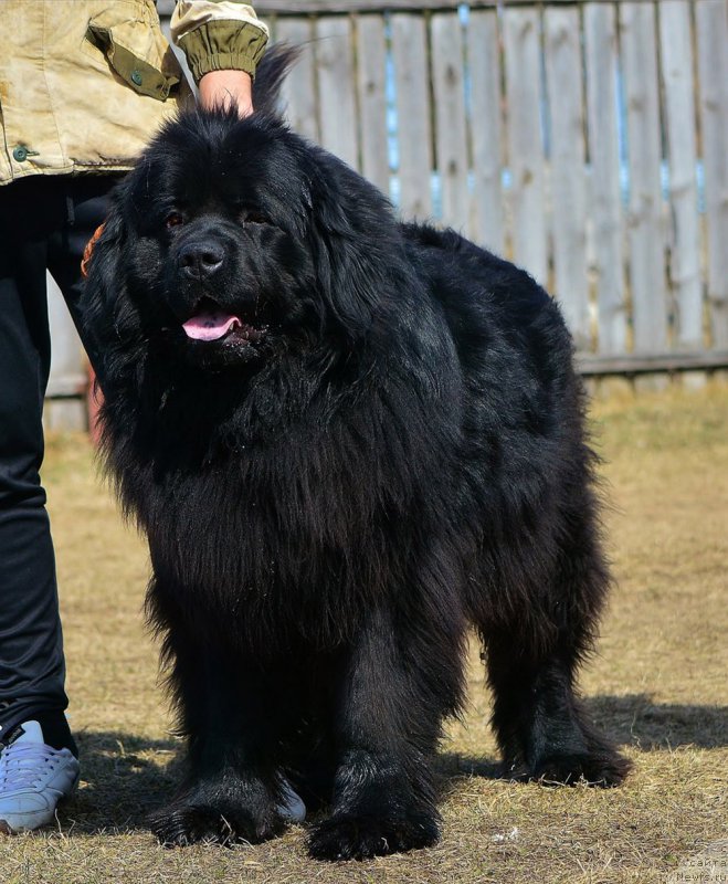 Фото: ньюфаундленд Пьер Ливи