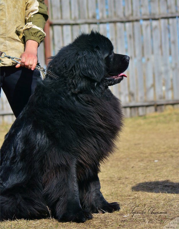 Фото: ньюфаундленд Пьер Ливи