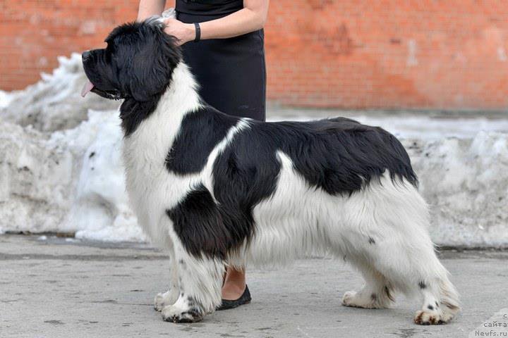 Фото: ньюфаундленд Супер Бизон Мирослава