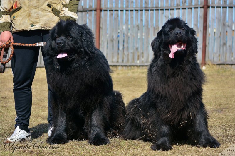 Фото: ньюфаундленд Пьер Ливи, ньюфаундленд Русская Красавица Нюра