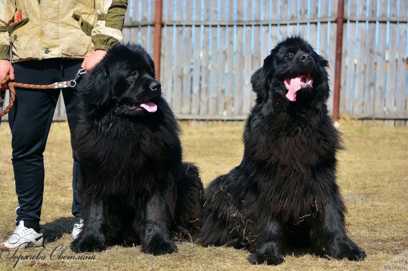 Фото: ньюфаундленд Пьер Ливи, ньюфаундленд Русская Красавица Нюра