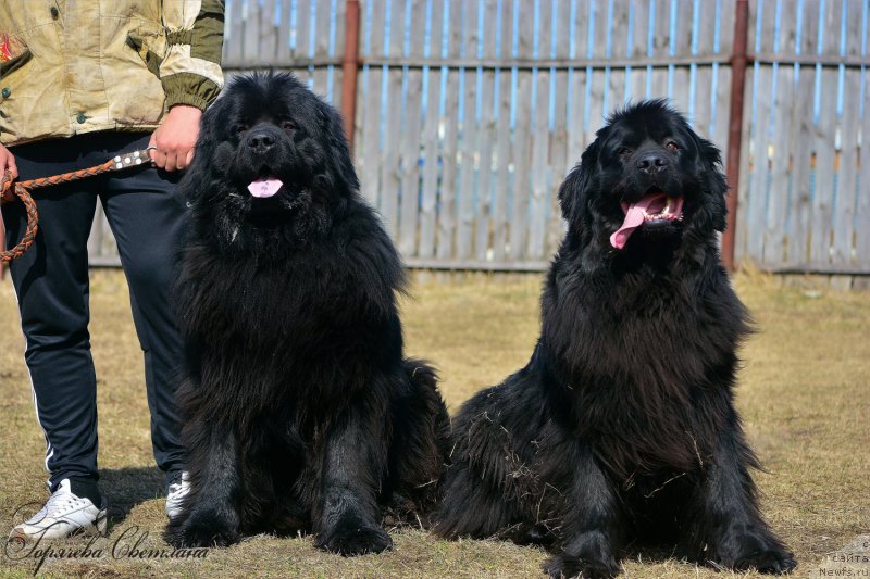 Фото: ньюфаундленд Пьер Ливи, ньюфаундленд Русская Красавица Нюра