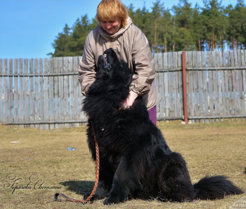 Фото: ньюфаундленд Пьер Ливи