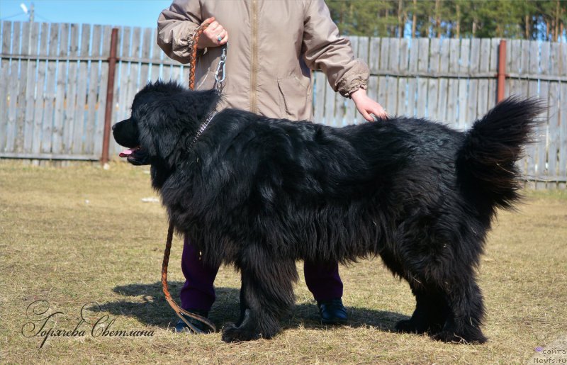 Фото: ньюфаундленд Пьер Ливи