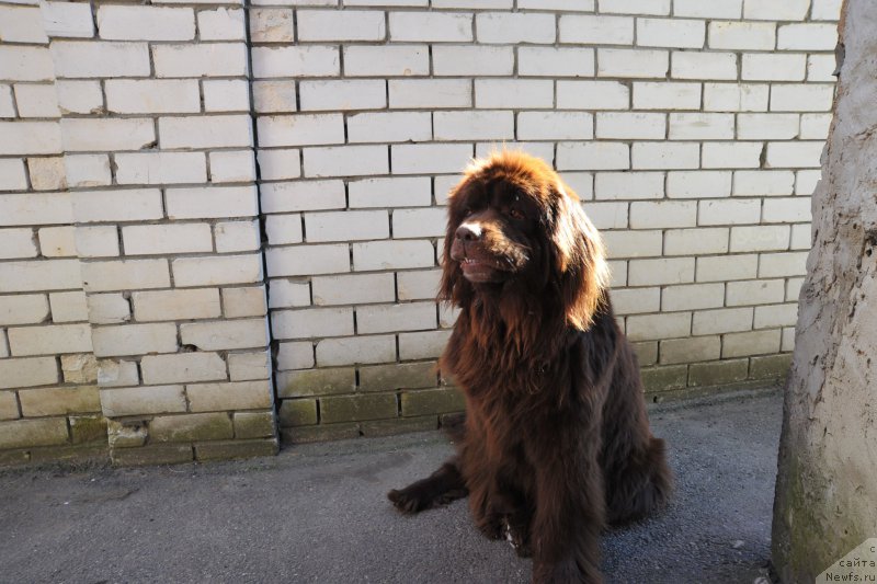 Фото: ньюфаундленд Хохотушка с Берега Дона (Hohotushka s Berega Dona)