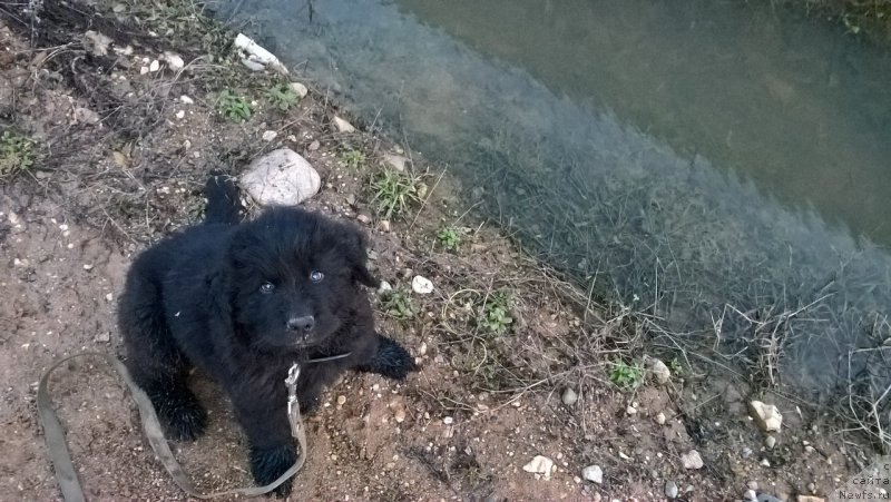 Фото: ньюфаундленд Идеал Тейст оф Виктори (Ideal Taste of Victory)