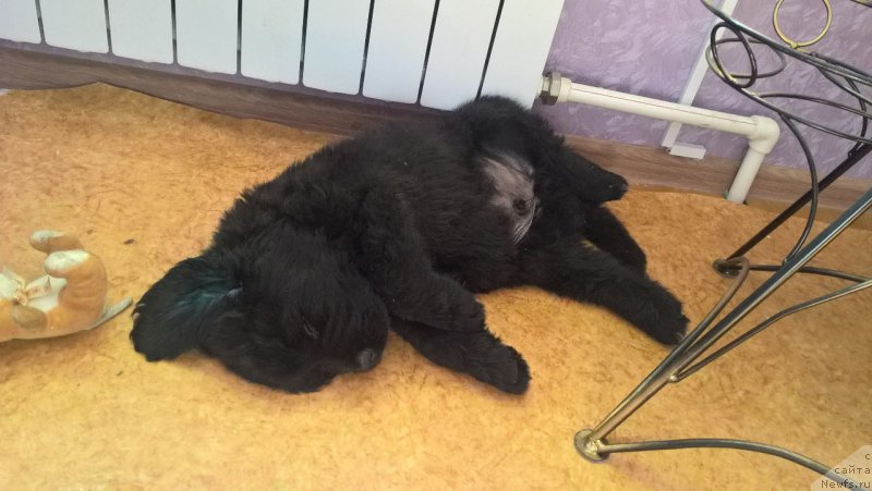 Фото: ньюфаундленд Идеал Тейст оф Виктори (Ideal Taste of Victory)