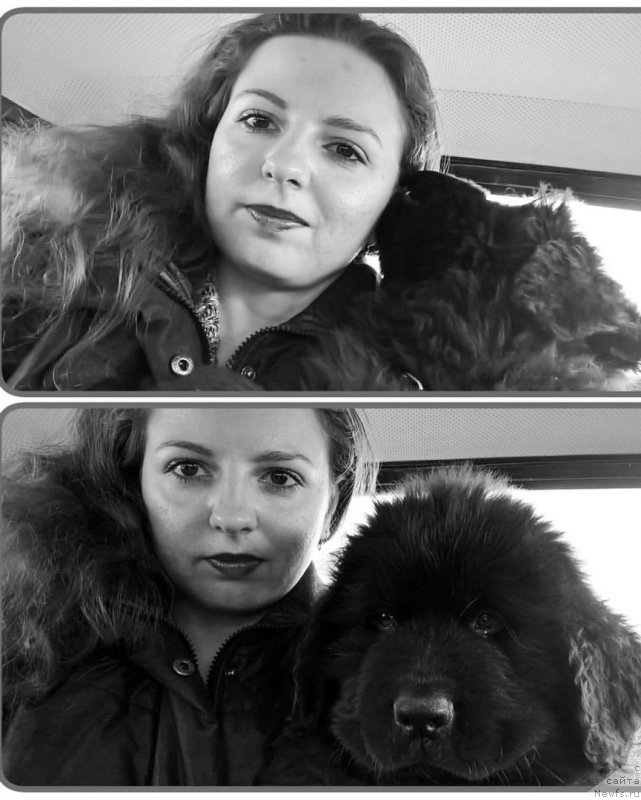 Фото: ньюфаундленд Идеал Тейст оф Виктори (Ideal Taste of Victory), Виктория Нещерет