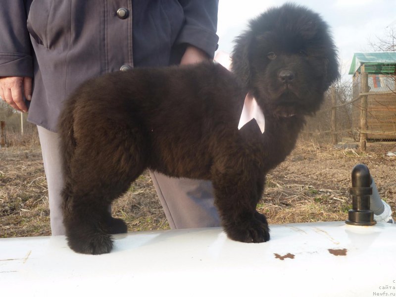 Фото: ньюфаундленд Ирада Славная Дочь Матвея